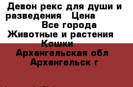 Девон рекс для души и разведения › Цена ­ 20 000 - Все города Животные и растения » Кошки   . Архангельская обл.,Архангельск г.